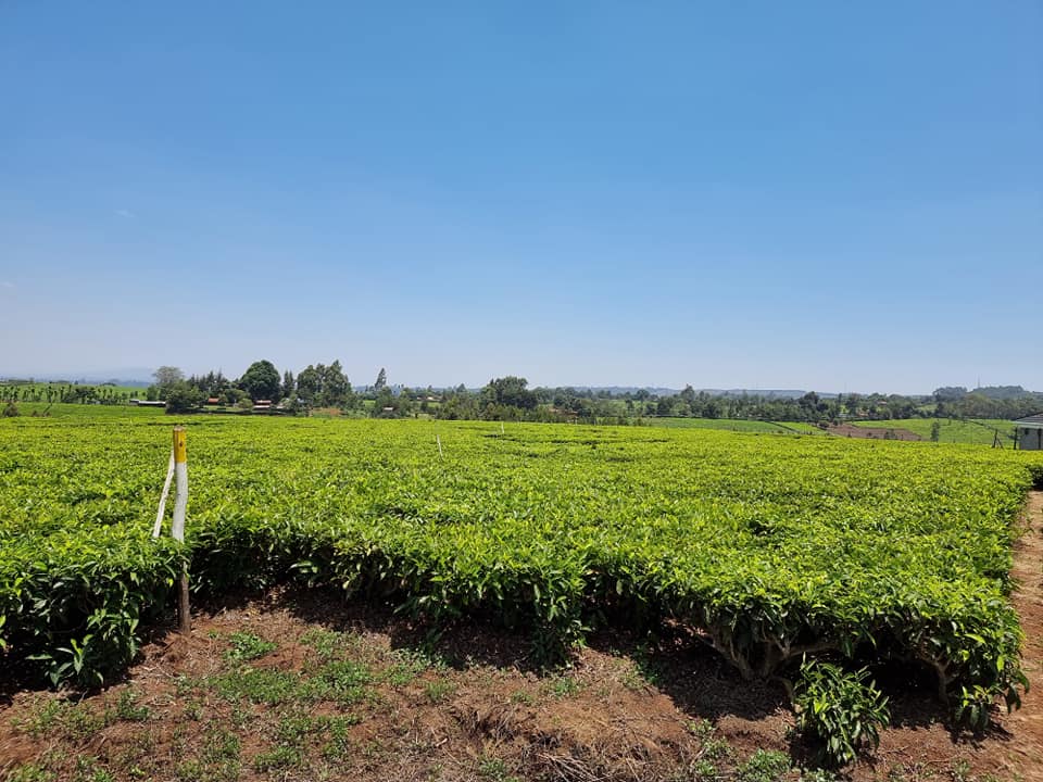 0 bedroom land for sale in Tigoni — Tigoni Plots for Sale
